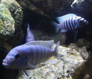 Metriaclima zebra 'Thumbi West'